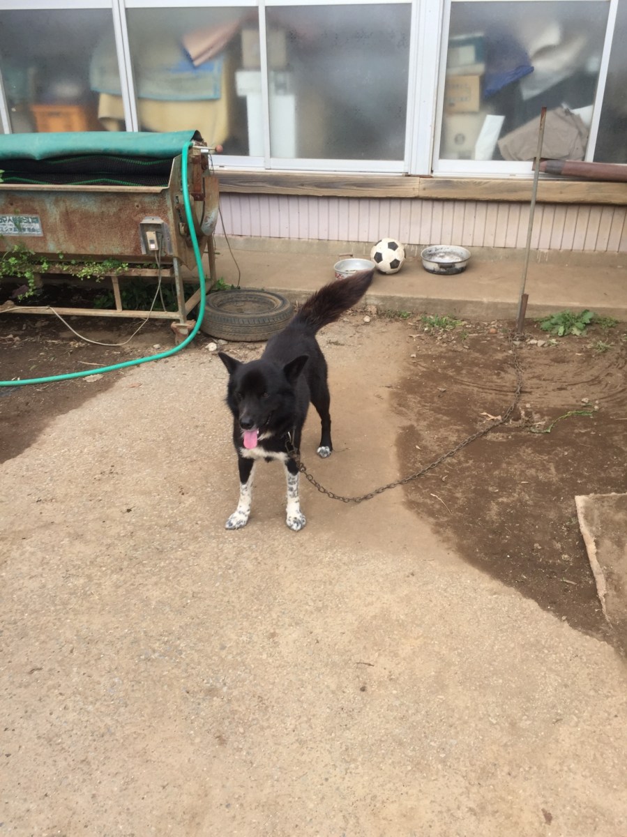 Socks, the (adorable) dog of the farm