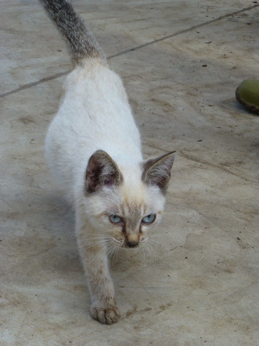 Cute kitty in the farm